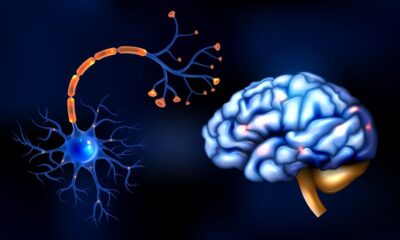 Life cycle of neurons nabiha