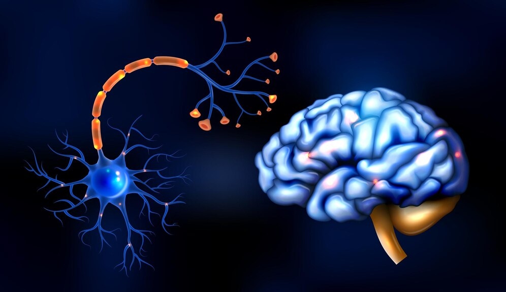 Life cycle of neurons nabiha